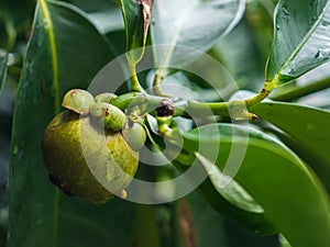 Mangosteen on tree