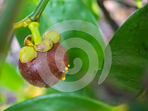 Mangosteen on tree