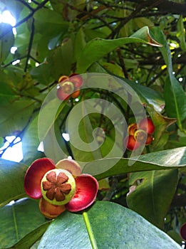 Mangosteen tree