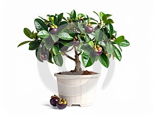 Mangosteen Tree in Pot with Fruit