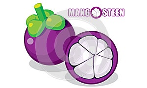 Mangosteen Vector