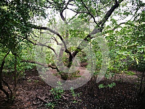 Mangove tree
