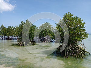 Mangroof beach mawasangka island buton