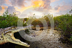 Mangroove crocodile illustration Riviera Maya