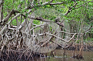 Mangroove forest with branches and roots sticking out of the swamp in Everglades national park in Florida , USA