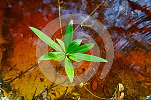 Mangroove leaves in Riviera Maya Mexico