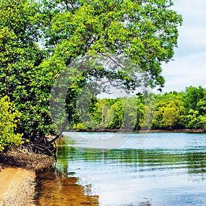 Mangroove River In Thailand