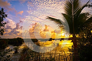 Mangroove sunset in Riviera Maya