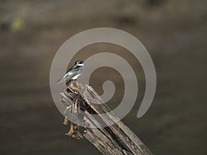 Mangroove swallow standing on branch