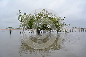 Mangroove tree in india