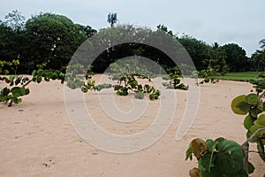 Mangroove vegetation tree in bali