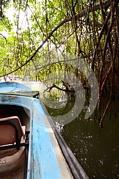 Mangroovy boat riding. Madu ganga wetlands. Balapitiya. Sri Lanka