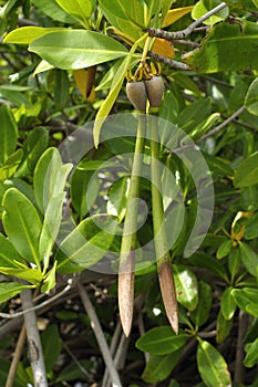 Mangrove