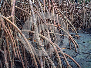 Mangrove