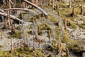 Mangrove Aerial Roots