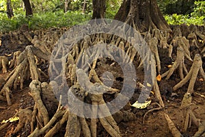 Mangrove aerial roots on the coast of Andaman Islands