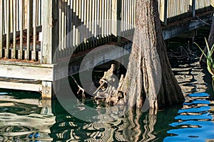 Mangrove along a Pier in Florda