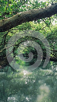 Mangrove in Annan Taiwan