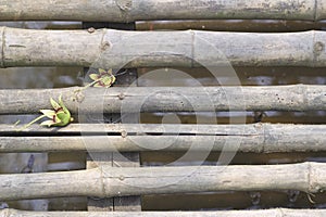 Mangrove apple flowers on bamboo floor.Natural bamboo rafts, walkways Flowers drop on the floor