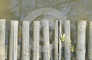 Mangrove apple flowers on bamboo floor.Natural bamboo rafts, walkways Flowers drop on the floor water background