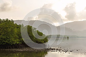 Mangrove area at the mouth of the river with a backdrop of mountains and clouds in the morning.