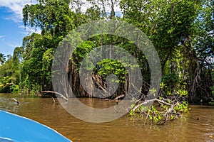 Mangrove, banyan tree and palm tree on bank of river Bentota Ganga, Sri Lanka