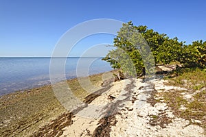 Mangrove and Beach at Low Tide