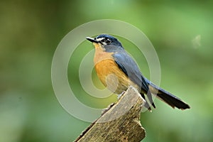 Mangrove Blue Flycatcher