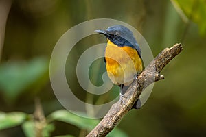 Mangrove Blue Flycatcher Cyornis rufigastra in Natural tropical Mangrove forest