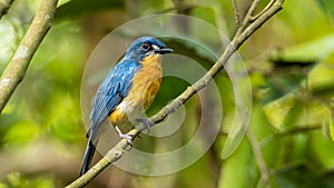 Mangrove Blue Flycatcher Cyornis rufigastra in Natural tropical Mangrove forest