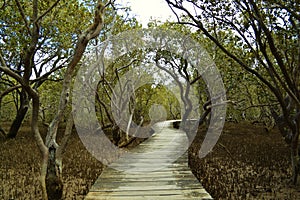 Mangrove boardwalk near Pahia