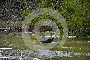 Mangrove branches stick out of dirty green water with foam photo