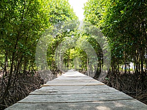 Mangrove Bridge Where People Walk Around Mangrove Tree