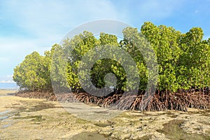 Mangrove bushes in shallow water of Indian ocean at low tide time. Islets of sandy bedrock between leaches of sea water.