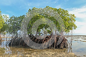 Mangrove bushes in shallow water of Indian ocean at low tide time. Islets of sandy bedrock between leaches of sea water.