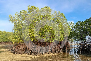 Mangrove bushes in shallow water of Indian ocean at low tide time. Islets of sandy bedrock between leaches of sea water.