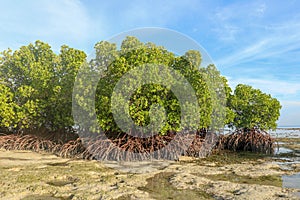 Mangrove bushes in shallow water of Indian ocean at low tide time. Islets of sandy bedrock between leaches of sea water.