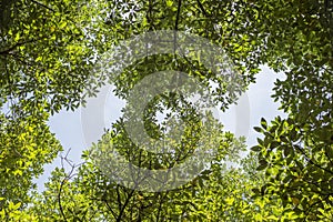 Mangrove Canopy at Can Gio`s Monkey Island