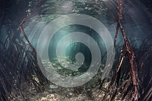 Mangrove Channel photo