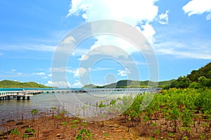 Mangrove Conservation and Ecotourism in Sattahip Chonburi Province at Thailand. photo