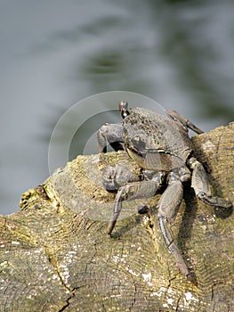 Mangrove Crab photo