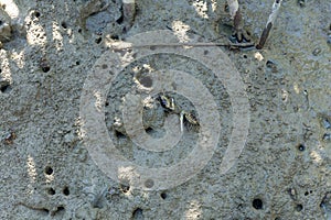 Mangrove crab feeding on mudflats during low tide. Sesarma mederi