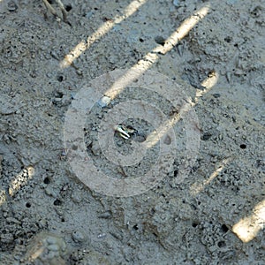 Mangrove crab feeding on mudflats during low tide. Sesarma mederi