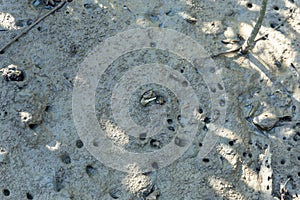 Mangrove crab feeding on mudflats during low tide. Sesarma mederi