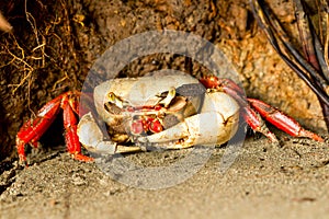 Mangrove Crab Waiting