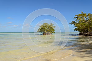 Mangrove on Cuban beach