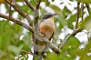 Mangrove Cuckoo or Coccyzus minor in St. Lucia photo