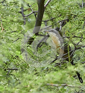 Mangrove Cuckoo - Coccyzus minor photo