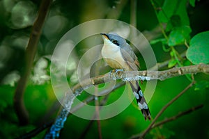 Mangrove cuckoo, Coccyzus minor, rare bir in the forest habitat, sitting on the tree branch. Tropic wildlife scene from nature, bi photo