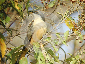 Mangrove Cuckoo, Coccyzus minor, resting in a bush photo